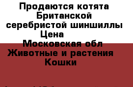 Продаются котята Британской серебристой шиншиллы  › Цена ­ 5 000 - Московская обл. Животные и растения » Кошки   